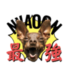 蘭丸先輩7（個別スタンプ：25）
