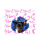 蘭丸先輩7（個別スタンプ：26）