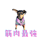 蘭丸先輩7（個別スタンプ：35）
