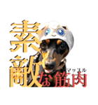 蘭丸先輩7（個別スタンプ：36）