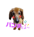 パンチだよ〜（個別スタンプ：1）