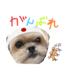 ここさんまろさん5（個別スタンプ：1）