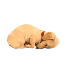 犬と猫たち2（個別スタンプ：1）