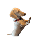 犬と猫たち2（個別スタンプ：2）