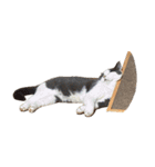 犬と猫たち2（個別スタンプ：3）