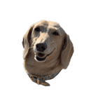犬と猫たち2（個別スタンプ：7）