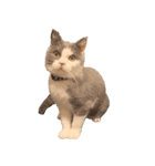 犬と猫たち2（個別スタンプ：9）