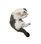 犬と猫たち2（個別スタンプ：15）