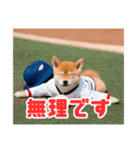 野球好きな柴犬スタンプ4（個別スタンプ：6）