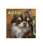 マロ(3)（個別スタンプ：1）