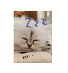 わんとにゃんです（個別スタンプ：2）