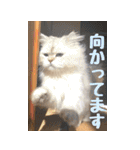 わんとにゃんです（個別スタンプ：5）