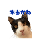 わんとにゃんです（個別スタンプ：9）