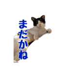 わんとにゃんです（個別スタンプ：10）