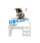わんとにゃんです（個別スタンプ：11）