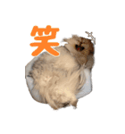 わんとにゃんです（個別スタンプ：13）