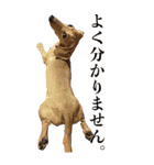 わんとにゃんです（個別スタンプ：17）