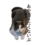 わんとにゃんです（個別スタンプ：18）