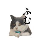 わんとにゃんです（個別スタンプ：19）