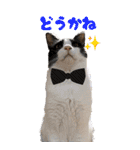 わんとにゃんです（個別スタンプ：20）