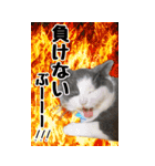 わんとにゃんです（個別スタンプ：21）