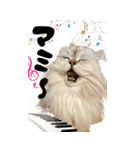 わんとにゃんです（個別スタンプ：24）