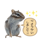 シマリス うりちゃん（個別スタンプ：2）