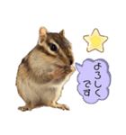 シマリス うりちゃん（個別スタンプ：4）