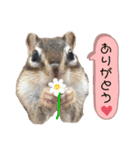 シマリス うりちゃん（個別スタンプ：5）