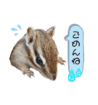 シマリス うりちゃん（個別スタンプ：6）