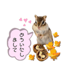 シマリス うりちゃん（個別スタンプ：13）