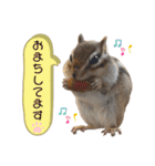 シマリス うりちゃん（個別スタンプ：14）