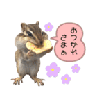 シマリス うりちゃん（個別スタンプ：15）