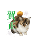 ひなちゃんとてまりちゃん（個別スタンプ：2）