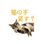 ひなちゃんとてまりちゃん（個別スタンプ：3）