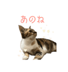 ひなちゃんとてまりちゃん（個別スタンプ：12）