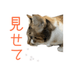 ひなちゃんとてまりちゃん（個別スタンプ：14）