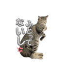 あずきのもふもふスタンプ（個別スタンプ：5）