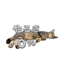 あずきのもふもふスタンプ（個別スタンプ：6）