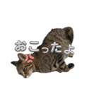 あずきのもふもふスタンプ（個別スタンプ：12）