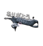 あずきのもふもふスタンプ（個別スタンプ：13）