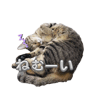 あずきのもふもふスタンプ（個別スタンプ：14）