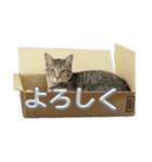 あずきのもふもふスタンプ（個別スタンプ：15）