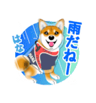 柴犬はなちゃんのスタンプだよ（個別スタンプ：21）