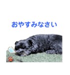 ルークだらけのスタンプ（個別スタンプ：7）