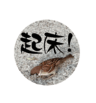 鳥さん、（個別スタンプ：5）