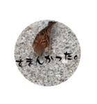 鳥さん、（個別スタンプ：7）