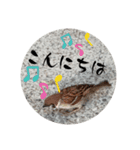 鳥さん、（個別スタンプ：26）