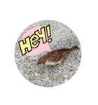 鳥さん、（個別スタンプ：27）