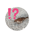 鳥さん、（個別スタンプ：31）